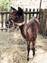 Close-up of horse standing outdoors