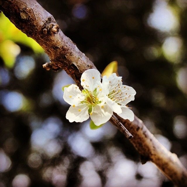 flower, focus on foreground, white color, close-up, tree, fragility, petal, branch, freshness, growth, nature, beauty in nature, pollen, stamen, flower head, cherry blossom, twig, blossom, in bloom, day