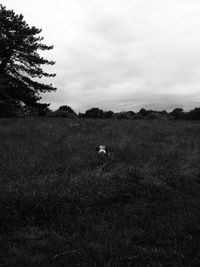 Dog walking on grassy field against sky