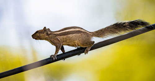 Low angle view of squirrel on branch