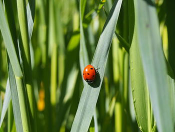 Close-up of ladybug on leaf