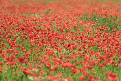 Close-up of red flowering plants on field