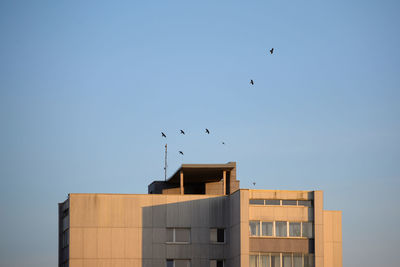 Birds under block roof