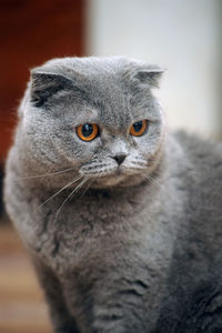 Close-up portrait of a cat