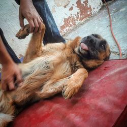 Midsection of man sleeping on dog resting