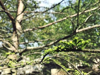 Close-up of plant growing in forest