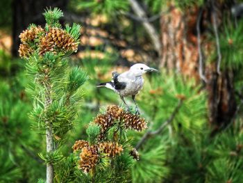 Bird perching on a plant