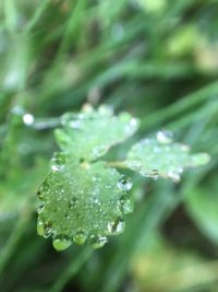 Close-up of water drops on leaf
