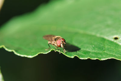 Close-up of insect on leaf