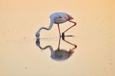 Side view of bird in water