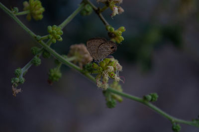 Close-up of butterfly on plant