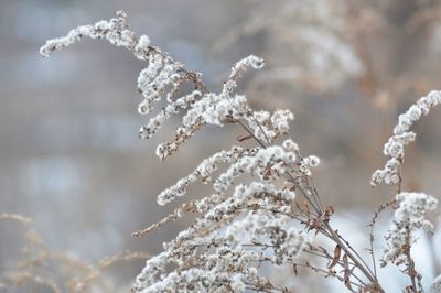 Close-up of cherry blossom tree during winter