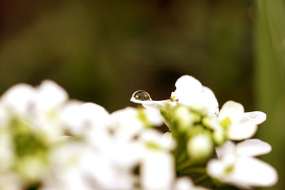 Close-up of insect on flower