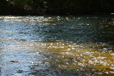 Scenic view of river flowing amidst trees