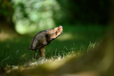 Close up of mushroom growing in forest