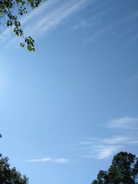 Low angle view of trees against blue sky