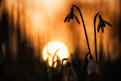 Close-up of silhouette flowering plants during sunset