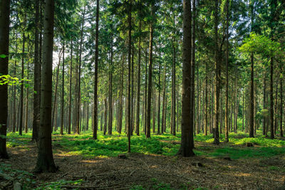 Trees growing in forest