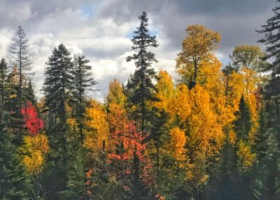 Scenic view of autumn trees in forest