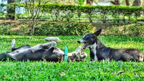 Dog on grassy field