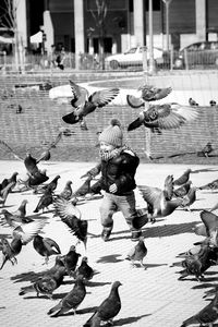 Flock of pigeons on footpath