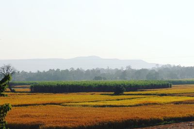 Scenic view of agricultural field against clear sky