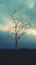 Bare trees on field against sky