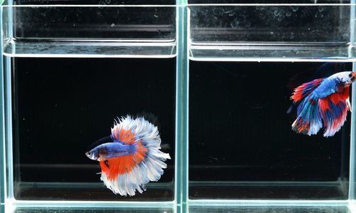 Close-up of fish swimming in glass window