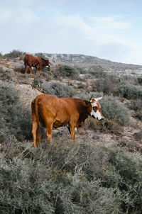 Cow standing on field against sky