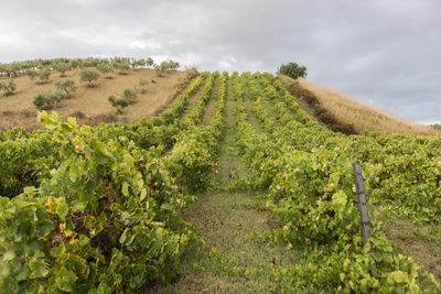 Scenic view of field against cloudy sky