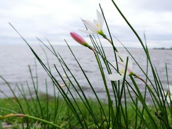 Close-up of plants growing on field