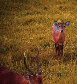 Deer standing in field