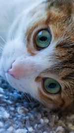 Close-up portrait of a cat