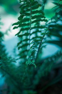 Close-up of fresh green leaf