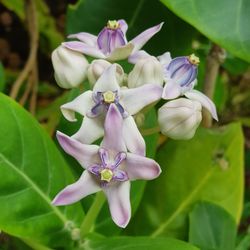 Close-up of purple flowering plant