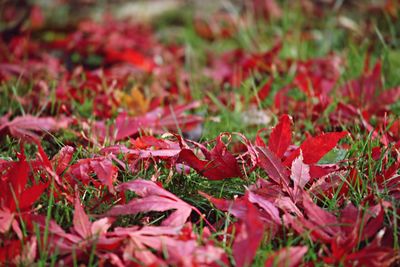 Surface level of autumnal leaves on ground