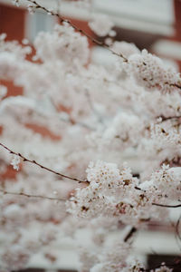 Close-up of white cherry blossoms