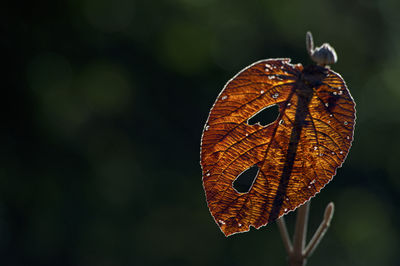 Close-up of dry leaf