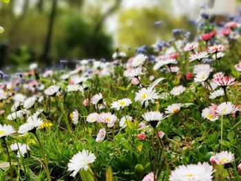 Close-up of white daisy flowers on field