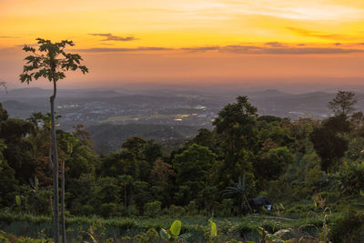 Scenic view of trees against sky during sunset