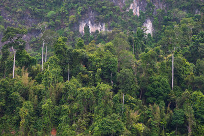 Pine trees in forest