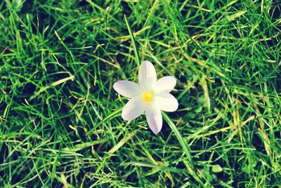 Close-up of white flowers blooming in field