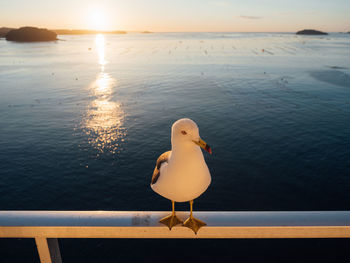 Seagull perching on railing against sea