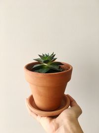 Close-up of hand holding potted plant against white background