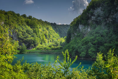 Scenic view of lake by trees against sky