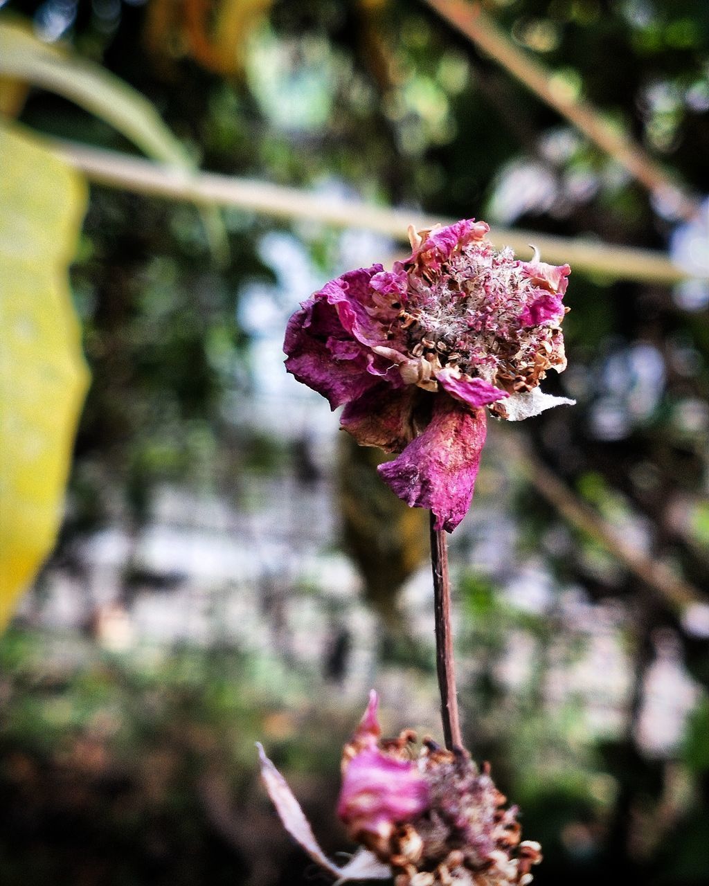 CLOSE-UP OF FRESH PINK ROSE FLOWER