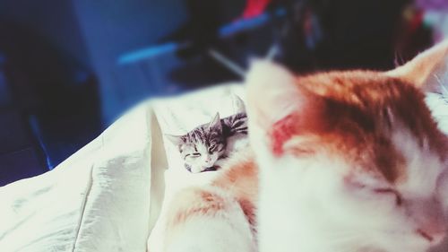 Close-up of cat