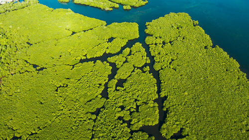 High angle view of plant