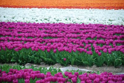 Pink flowers growing on field