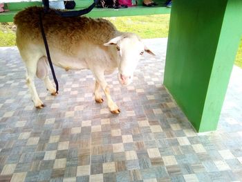 Cows standing outdoors